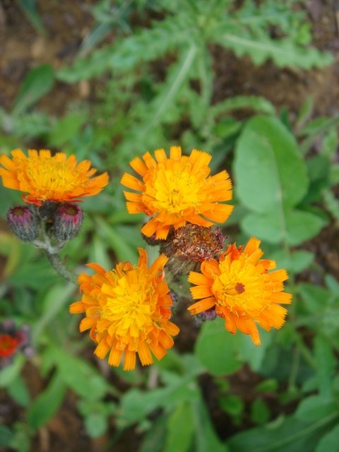Pilosella aurantiaca